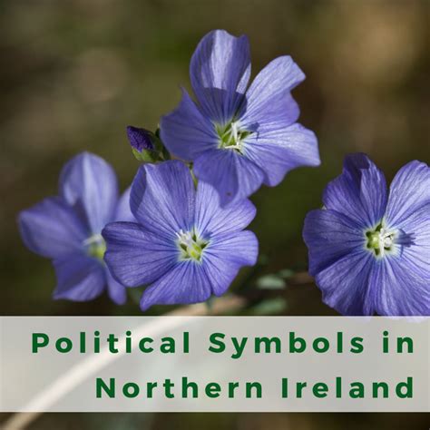 national flower of northern ireland.